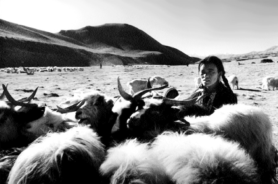 Ladakh nomads of The Himalayas